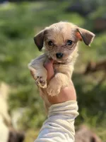 Linda, a female Chihuahua and Yorkshire Terrier for sale in Bellingham, WA – 2 of 6