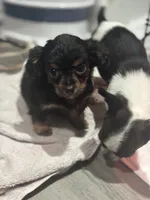 Rango. ON HOLD FOR HYDIE, a male Dachshund and Chihuahua for sale in Bellingham, WA – 6 of 8
