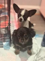Rango. ON HOLD FOR HYDIE, a male Dachshund and Chihuahua for sale in Bellingham, WA – 2 of 8