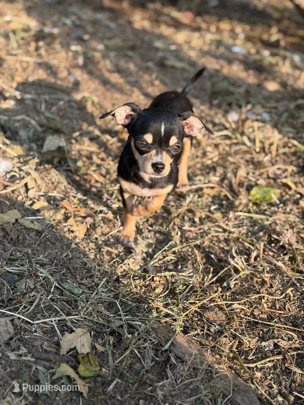 Coco – Chihuahua puppy for sale in Bellingham, WA