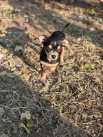 Coco, a female Chihuahua for sale in Bellingham, WA – 1 of 7