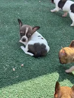 Male Tri 1, a male Chihuahua for sale in Bellingham, WA – Photo 8 of 9