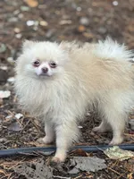 Toby, a male Pomeranian for sale in Bellingham, WA – Photo 4 of 6