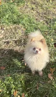 Toby, a male Pomeranian for sale in Bellingham, WA – Photo 5 of 6