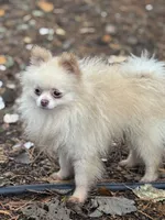 Toby, a male Pomeranian for sale in Bellingham, WA – Photo 2 of 6