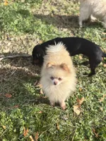 Toby, a male Pomeranian for sale in Bellingham, WA – Photo 6 of 6