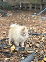 Toby, a male Pomeranian for sale in Bellingham, WA – Photo 3 of 6