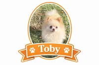 Toby, a male Pomeranian for sale in Bellingham, WA – Photo 1 of 6