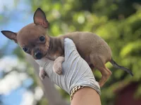 Tiny Fawn  T-Cup SIZE, a female Chihuahua for sale in Bellingham, WA – Photo 4 of 10