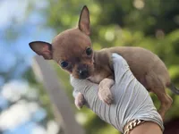 Tiny Fawn  T-Cup SIZE, a female Chihuahua for sale in Bellingham, WA – Photo 2 of 10