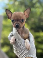 Tiny Fawn  T-Cup SIZE, a female Chihuahua for sale in Bellingham, WA – Photo 3 of 10