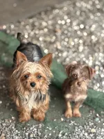 Bella, a female Yorkshire Terrier for sale in Bellingham, WA – 4 of 8