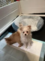 Tcup Pom Yorkie mix, a female Pomeranian and Yorkshire Terrier for sale in Bellingham, WA – Photo 2 of 5