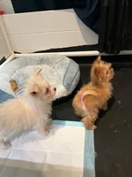 Tcup Pom Yorkie mix, a female Pomeranian and Yorkshire Terrier for sale in Bellingham, WA – Photo 3 of 5
