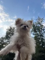 Tcup Pom Yorkie mix, a female Pomeranian and Yorkshire Terrier for sale in Bellingham, WA – Photo 5 of 5