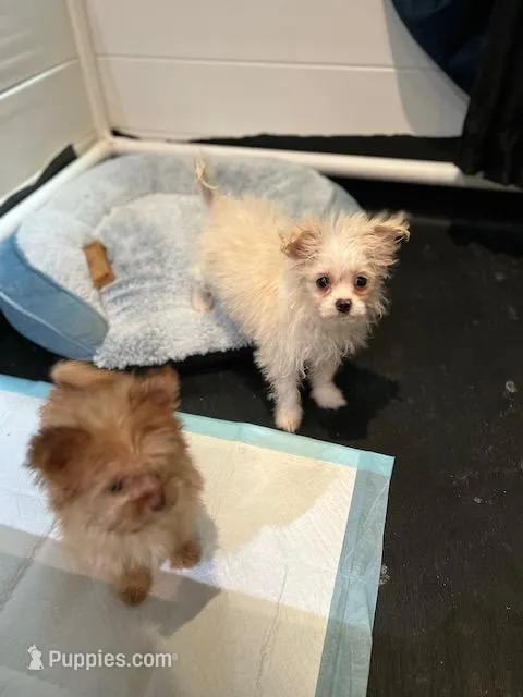 Tcup Pom Yorkie mix