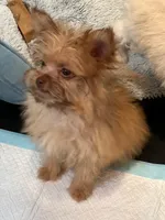 Tcup Pom Yorkie mix, a female Pomeranian and Yorkshire Terrier for sale in Bellingham, WA – Photo 4 of 5