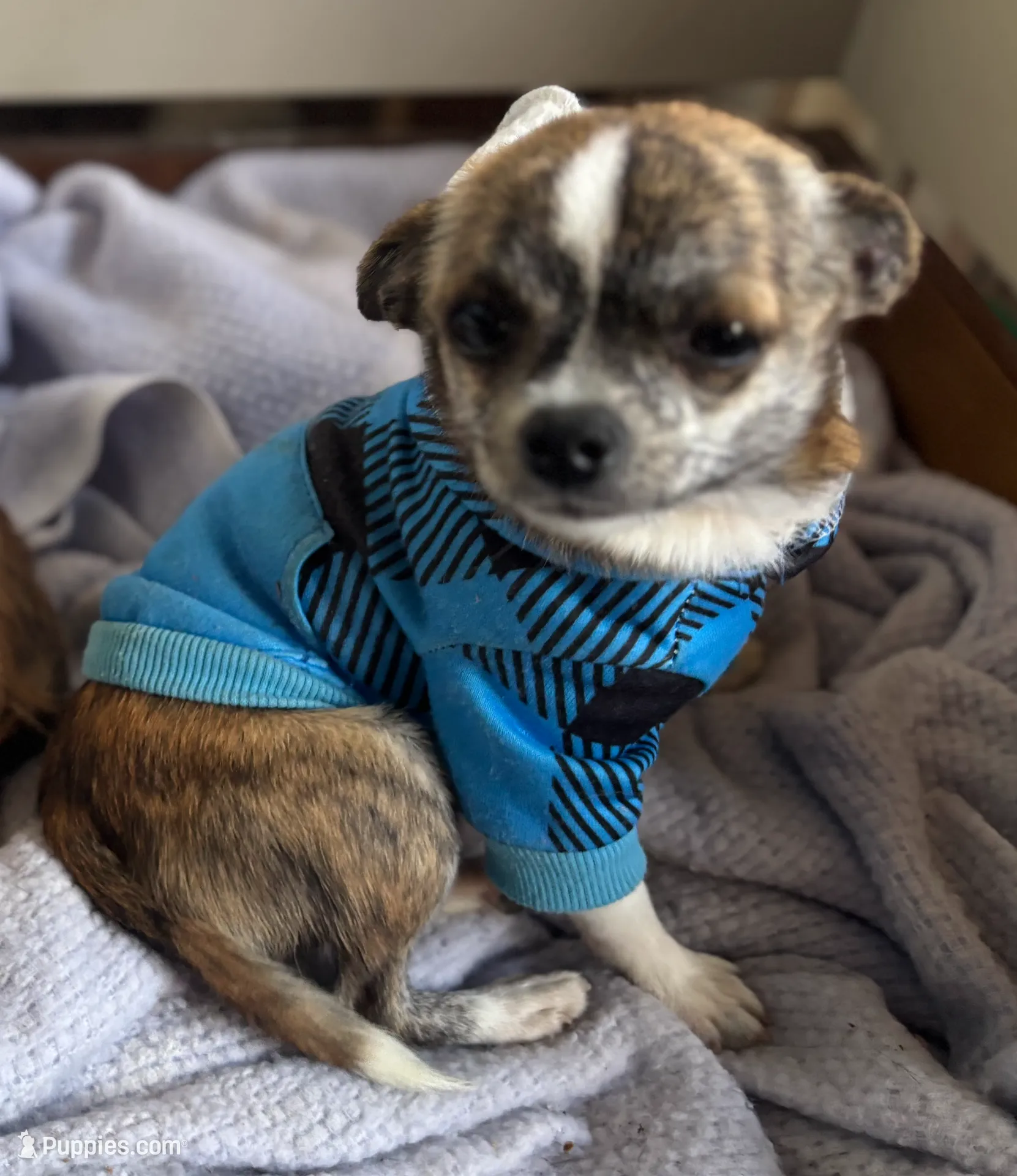 Applehead brindle Teacup chihuaua, a male Chihuahua for sale in Bellingham, WA – Photo 5 of 5