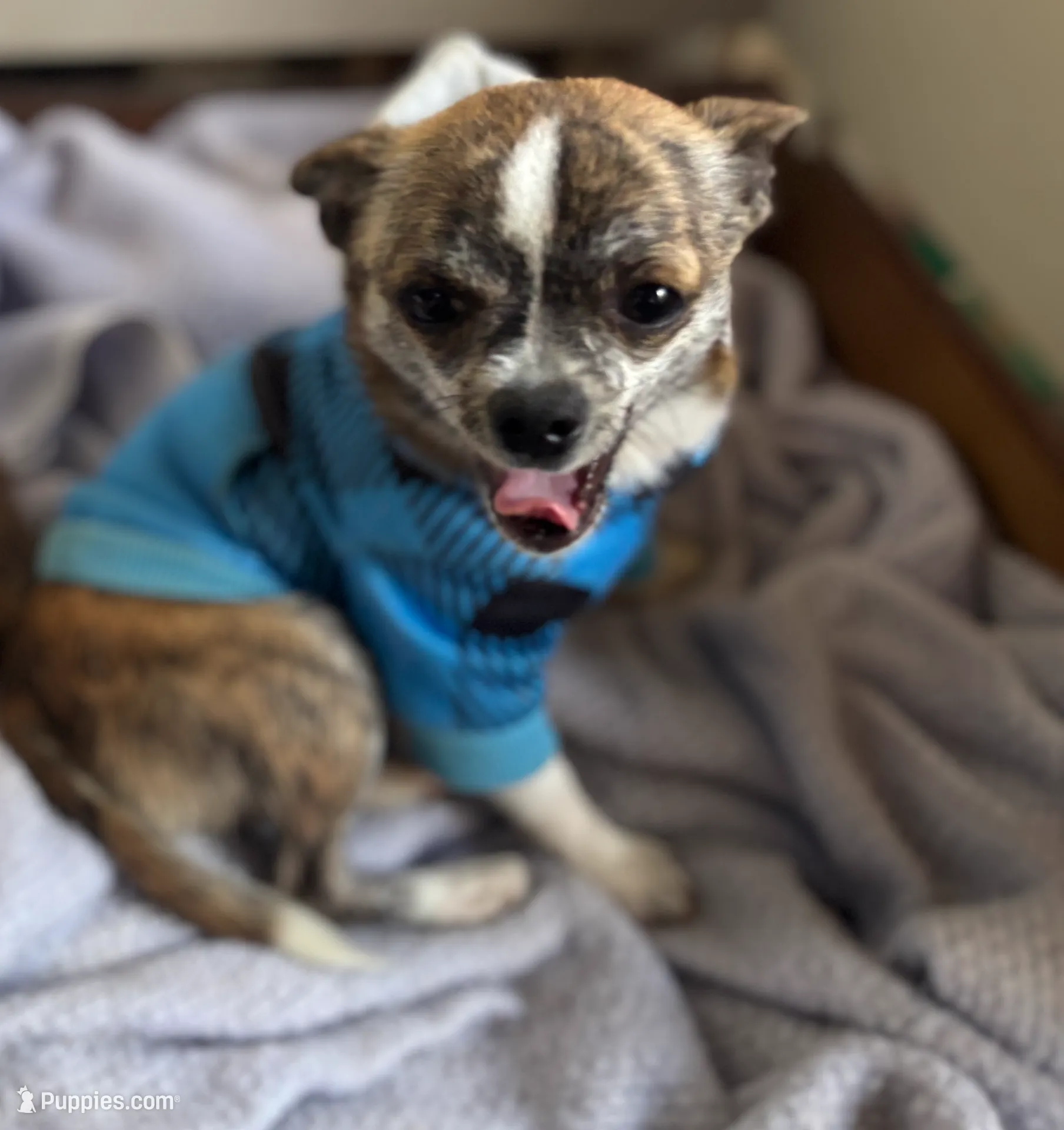 Applehead brindle Teacup chihuaua