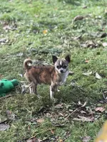 Applehead brindle Teacup chihuaua, a male Chihuahua for sale in Bellingham, WA – Photo 4 of 5