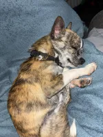 Applehead brindle Teacup chihuaua, a male Chihuahua for sale in Bellingham, WA – Photo 2 of 5