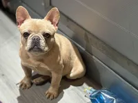 Bella💕 the mini!, a female French Bulldog for sale in Bellingham, WA – Photo 10 of 10