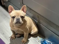 Bella💕 the mini!, a female French Bulldog for sale in Bellingham, WA – Photo 8 of 10