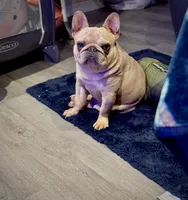 Bella💕 the mini!, a female French Bulldog for sale in Bellingham, WA – Photo 4 of 10