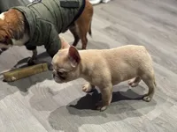Bella💕 the mini!, a female French Bulldog for sale in Bellingham, WA – Photo 6 of 10