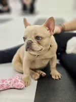 Bella💕 the mini!, a female French Bulldog for sale in Bellingham, WA – Photo 2 of 10