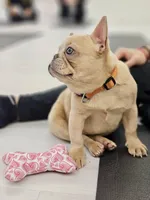 Bella💕 the mini!, a female French Bulldog for sale in Bellingham, WA – Photo 3 of 10