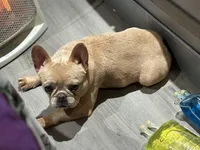 Bella💕 the mini!, a female French Bulldog for sale in Bellingham, WA – Photo 9 of 10