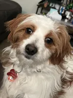 Charlie, a male Cavapoo for sale in Ferndale, MI – Photo 1 of 2