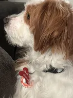 Charlie, a male Cavapoo for sale in Ferndale, MI – Photo 2 of 2