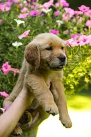 Dior, a female Golden Retriever for sale in Newaygo, MI – 3 of 8