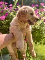 Hugo, a male Golden Retriever for sale in Newaygo, MI – 3 of 6