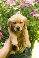 Dior, a female Golden Retriever for sale in Newaygo, MI – 1 of 8