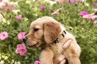 Dior, a female Golden Retriever for sale in Newaygo, MI – 6 of 8