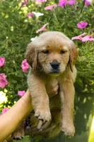 Dior, a female Golden Retriever for sale in Newaygo, MI – 8 of 8