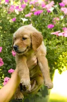 Dior, a female Golden Retriever for sale in Newaygo, MI – 7 of 8