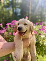 Hugo, a male Golden Retriever for sale in Newaygo, MI – 5 of 6