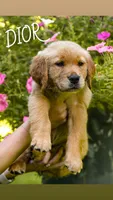 Dior, a female Golden Retriever for sale in Newaygo, MI – 2 of 8