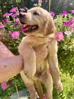 Hugo, a male Golden Retriever for sale in Newaygo, MI – 6 of 6