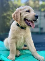 Hugo, a male Golden Retriever for sale in Newaygo, MI – 2 of 6