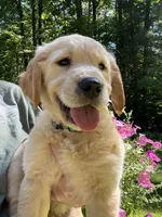 Hugo, a male Golden Retriever for sale in Newaygo, MI – 4 of 6