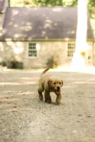 Dior, a female Golden Retriever for sale in Newaygo, MI – 4 of 8
