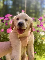 Hugo, a male Golden Retriever for sale in Newaygo, MI – 1 of 6