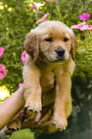 Dior, a female Golden Retriever for sale in Newaygo, MI – 5 of 8