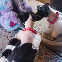 Mia's Red Ribbon, a male Miniature Schnauzer for sale in Norman, OK – Photo 6 of 9