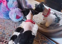 processed/246ee7d8-b604-4845-88d3-dca630bb8da7/listing/002ff795-15e4-405f-9d1b-58cee1661bbb/4903e3c3-b86c-4b4e-a795-270bd3d09295